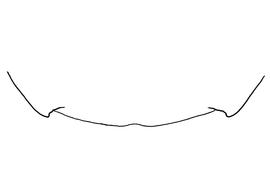   Anthidium emarginatum  female, diagram showing the dorsal view of the sixth tergite (T6), diagram from Gonzalez and Griswold 2013 
